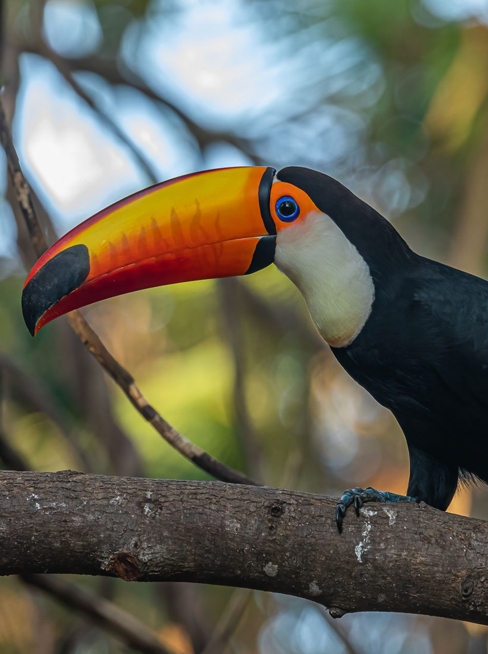 Tucan Toco © Luis Segura