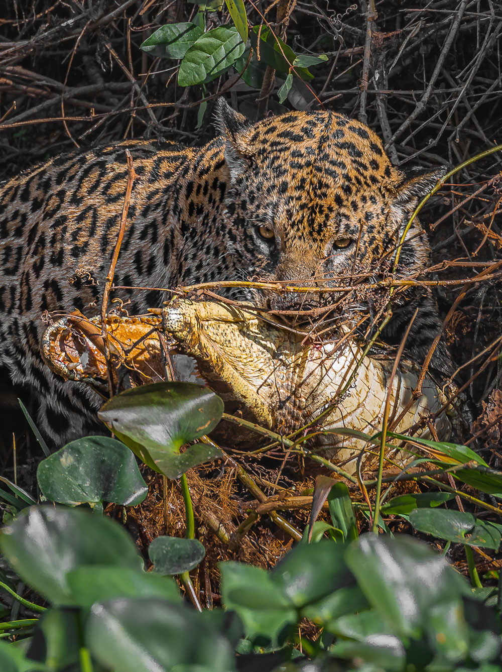 Jaguar fighting with a Cocodrilo © Luis Segura