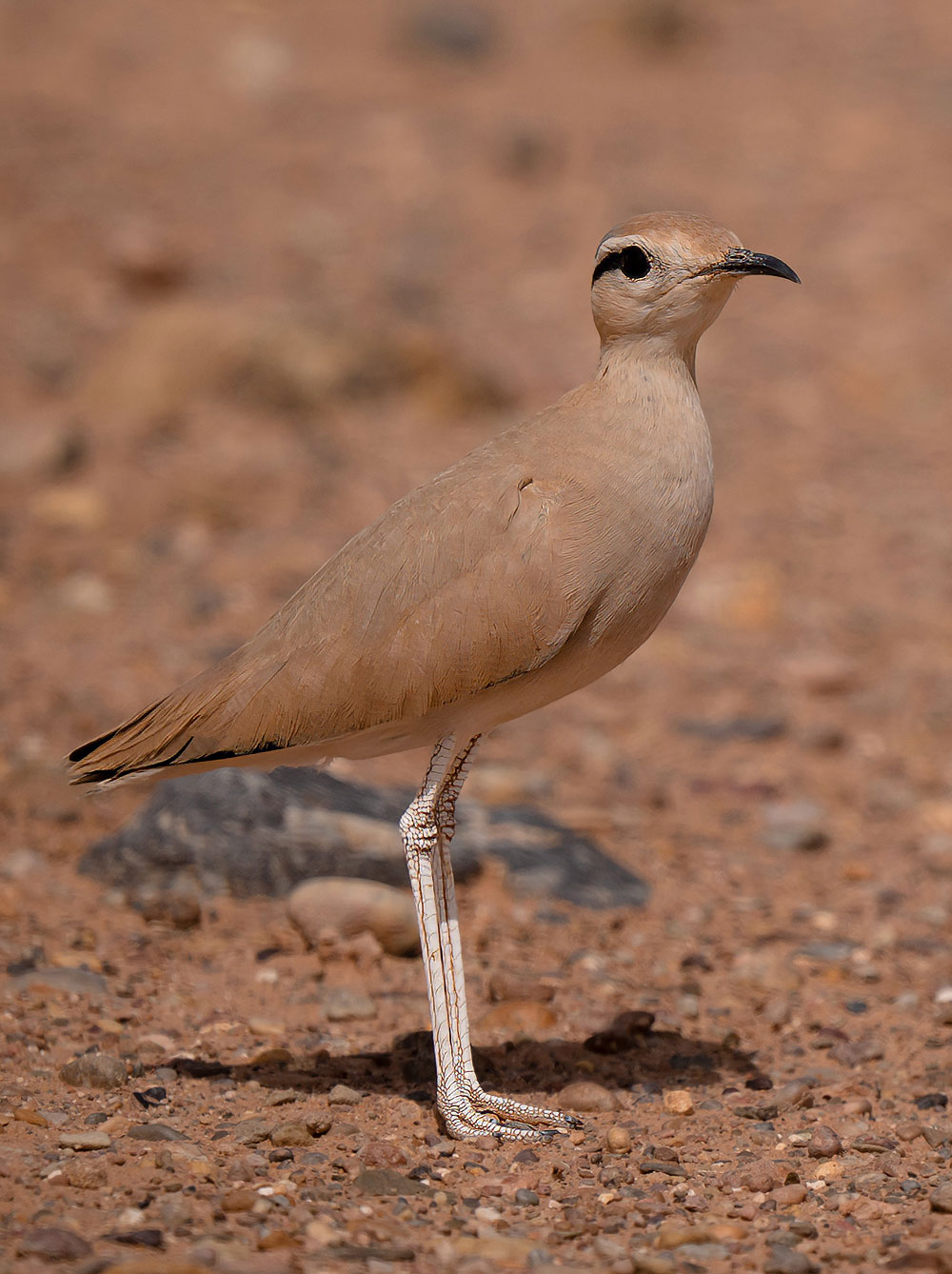 Marruecos