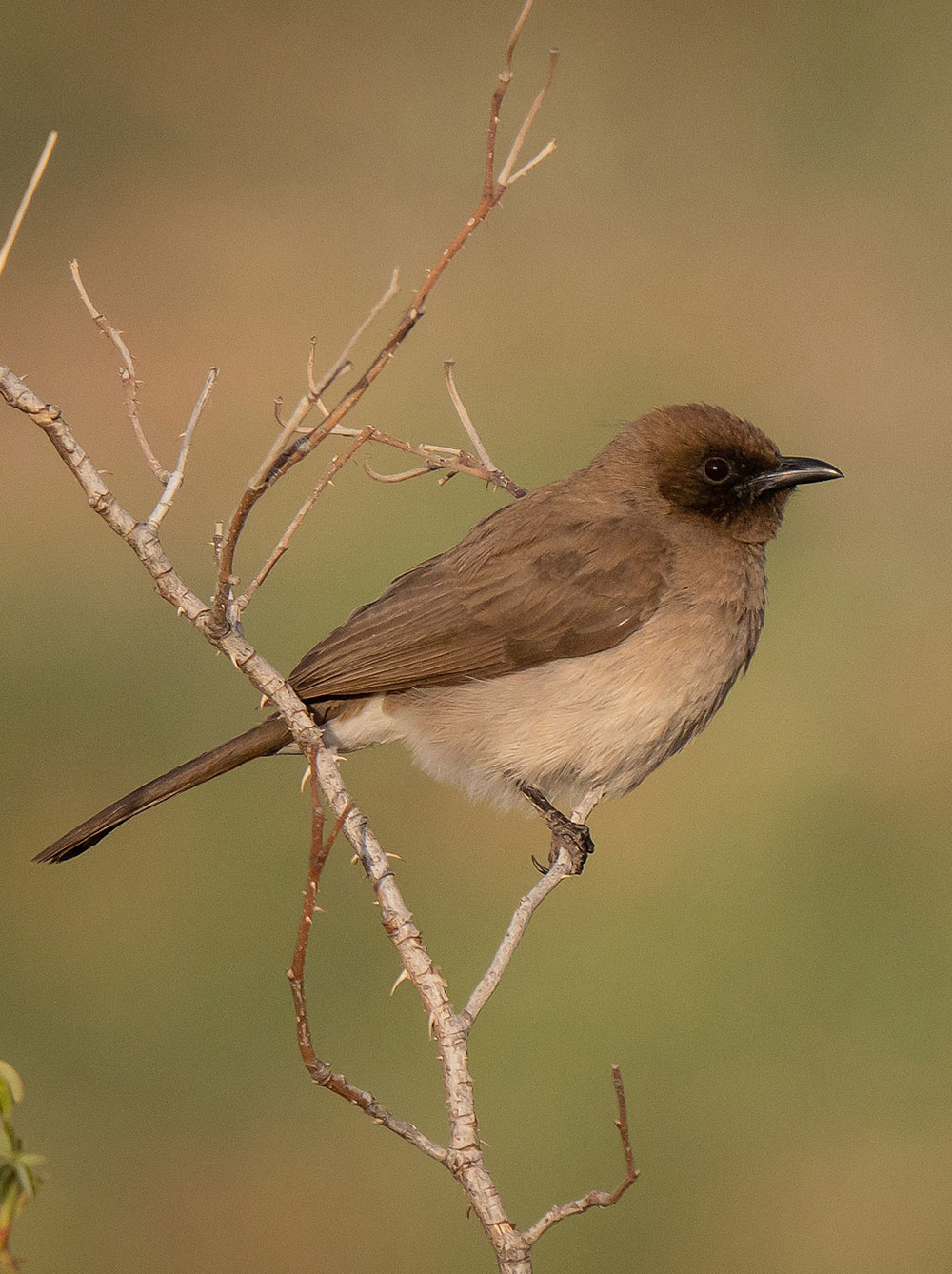 Common Bulbul