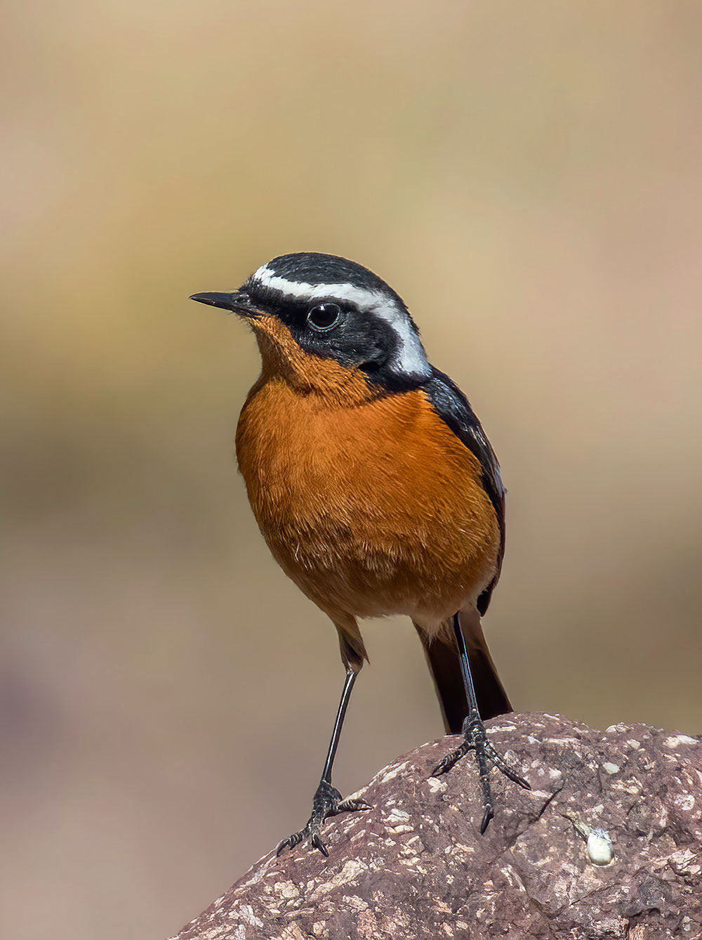 Moussier's redstart