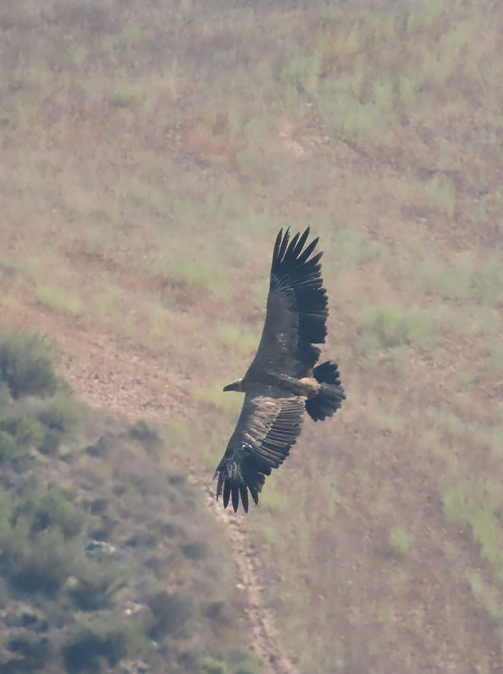 Buitre Volando