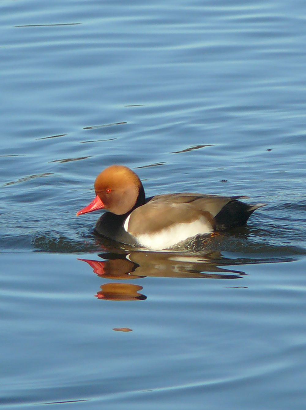 Red-crested Pochard