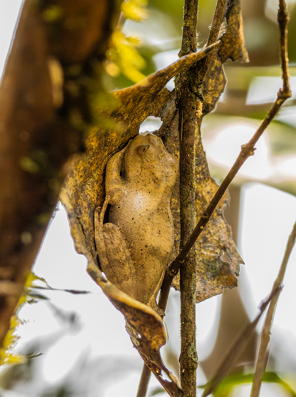 Frog, Madagascar Bright-eyed © Luis Segura