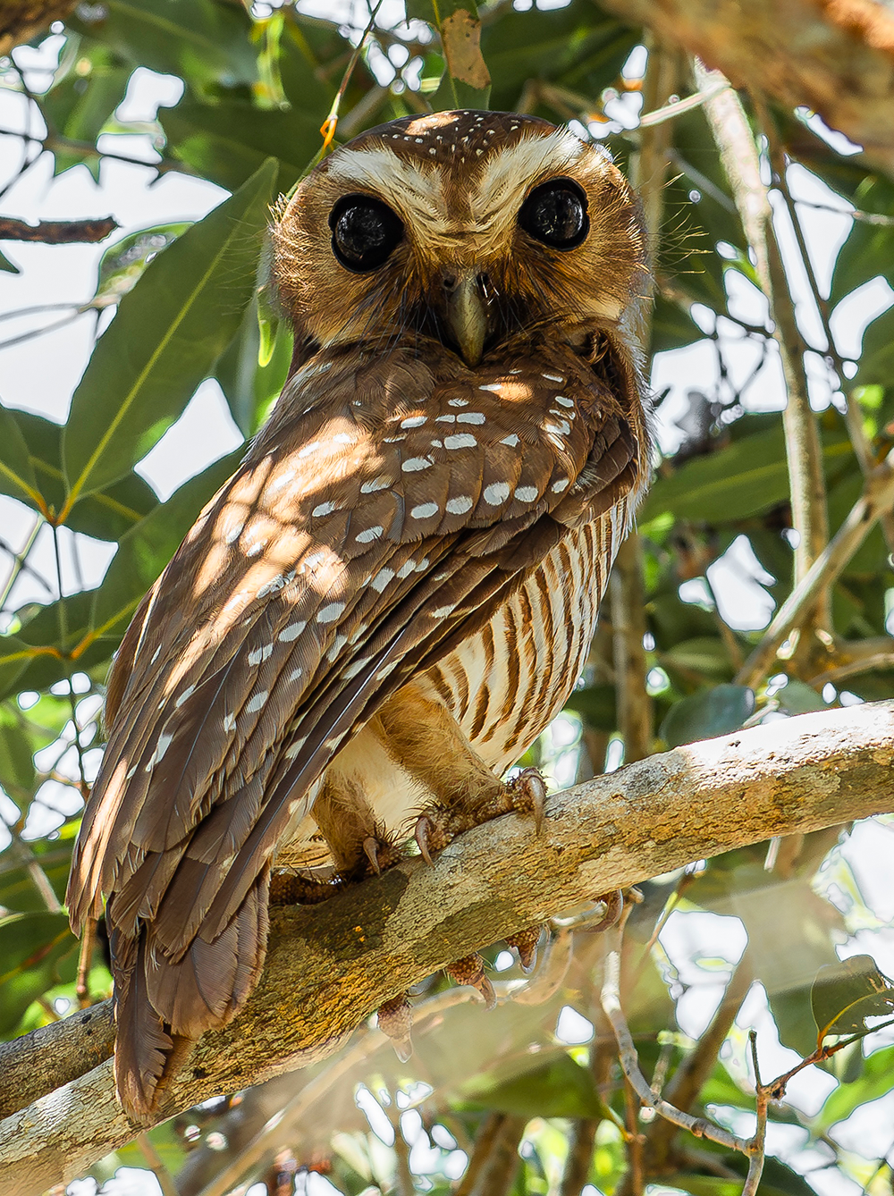 Owl, White-browed-Enhanced © Luis Segura